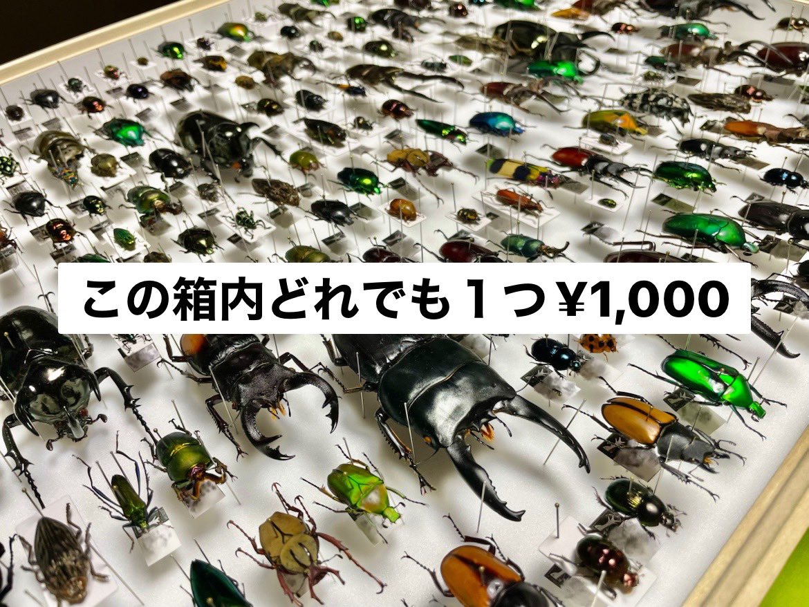 櫻田 on X: 櫻田 on X: