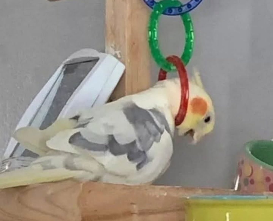 makaleleri tek tek okuyup ilerleyeceğim dedikten sonra makale sekmelerinin sayısı yine 959693987 olmuştur