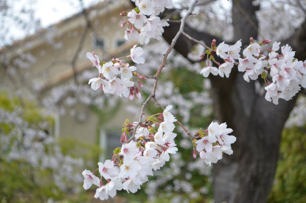 iexps57's tweet photo. 🌸#桜2025 #近所の桜 #河川堤の桜並木
小型の #デジイチ と #コンデジ で撮影してみました…
📷#Nikon #D5100 #NIKKOR #DX #AF_S 18-55mm 1:3.5-5.6 https://t.co/J5Kx8y6lpf