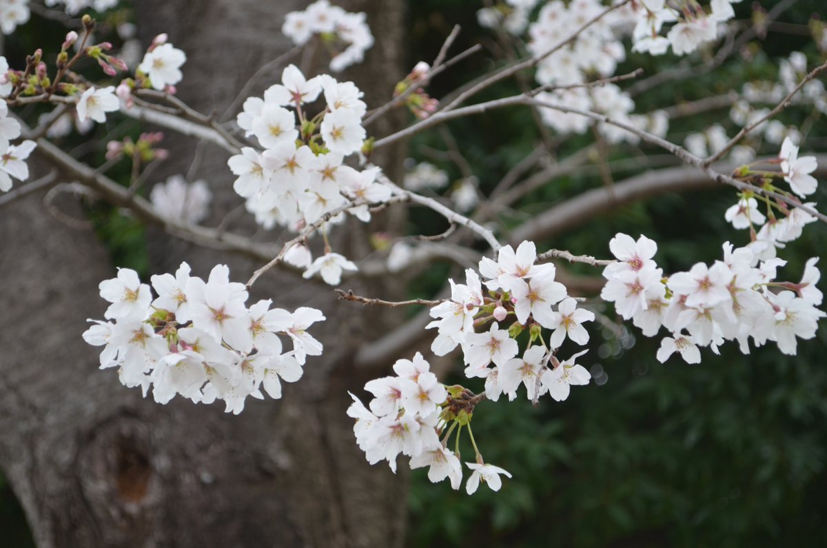 iexps57's tweet photo. 🌸#桜2025 #近所の桜 #河川堤の桜並木
小型の #デジイチ と #コンデジ で撮影してみました…
📷#Nikon #D5100 #NIKKOR #DX #AF_S 18-55mm 1:3.5-5.6 https://t.co/J5Kx8y6lpf