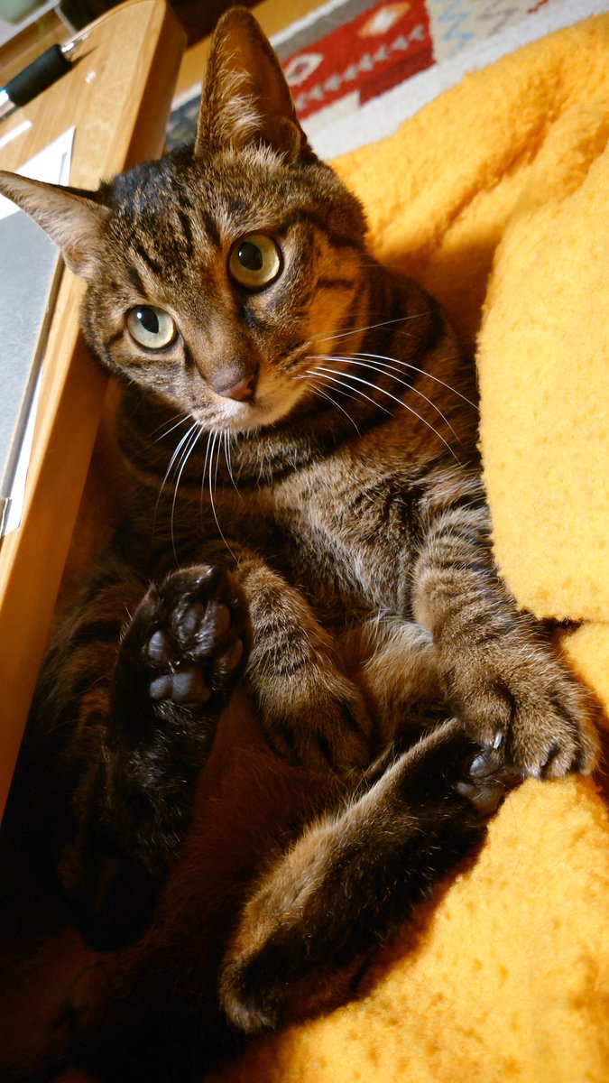 これは今日も人の膝を占領している猫　今日もかわいい