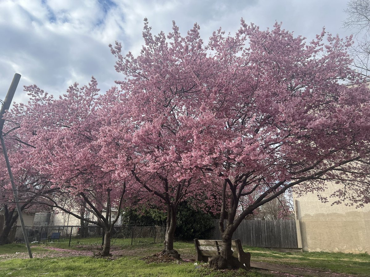Spring in Philadelphia! 
#Philadelphia #Philly