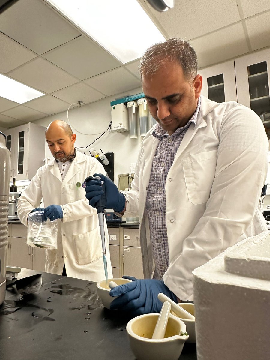 Carlos E. Aucique-Perez (@carlos_aucique) on Twitter photo We have begun a new phase in our projects. #Biochemical analysis will allow to explain with more detail what happens in citrus plants under #freezing conditions. #PlantStress #PlantPhysiology good pictures Alaiha <a href="/Dr_MAdnanShahid/">Muhammad Adnan Shahid</a> <a href="/FruitPhysiology/">UF IFAS NFREC Fruit Physiology Lab 🍊🍋🫐🍎🥝</a> <a href="/dr_shahid1151/">Shahid Iqbal</a> We have begun a new phase in our projects. #Biochemical analysis will allow to explain with more detail what happens in citrus plants under #freezing conditions. #PlantStress #PlantPhysiology good pictures Alaiha <a href="/Dr_MAdnanShahid/">Muhammad Adnan Shahid</a> <a href="/FruitPhysiology/">UF IFAS NFREC Fruit Physiology Lab 🍊🍋🫐🍎🥝</a> <a href="/dr_shahid1151/">Shahid Iqbal</a>