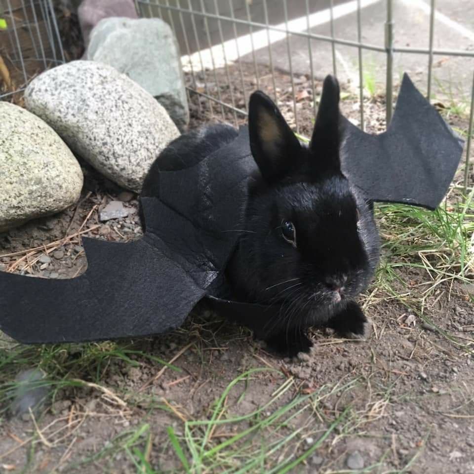 RabbitEveryHour's tweet image. 🦇