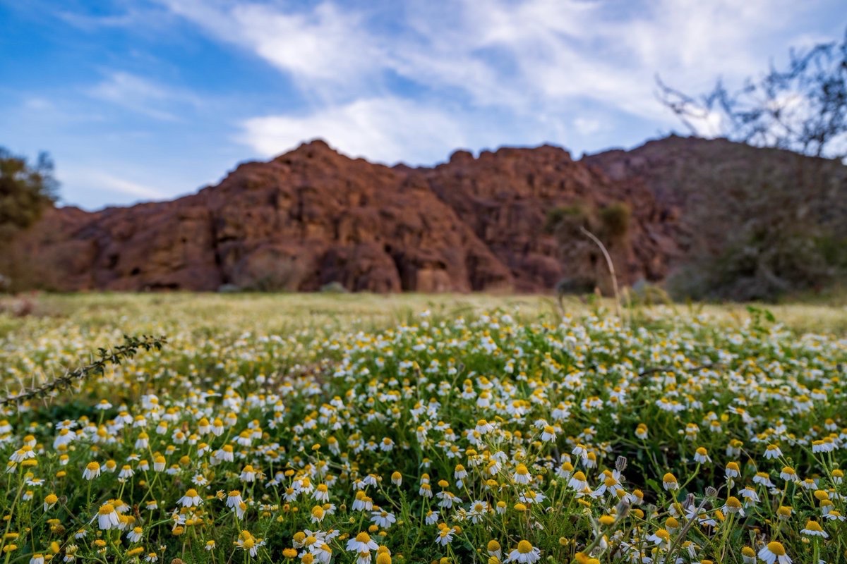🍃| طبيعة

الأقحوان تزهو بين جبال أجا 🌼
في لوحة فنية بديعة 🏞️

📸 ⁧#حائل_الأجمل⁩
 ⁧#أمانة_منطقة_حائل