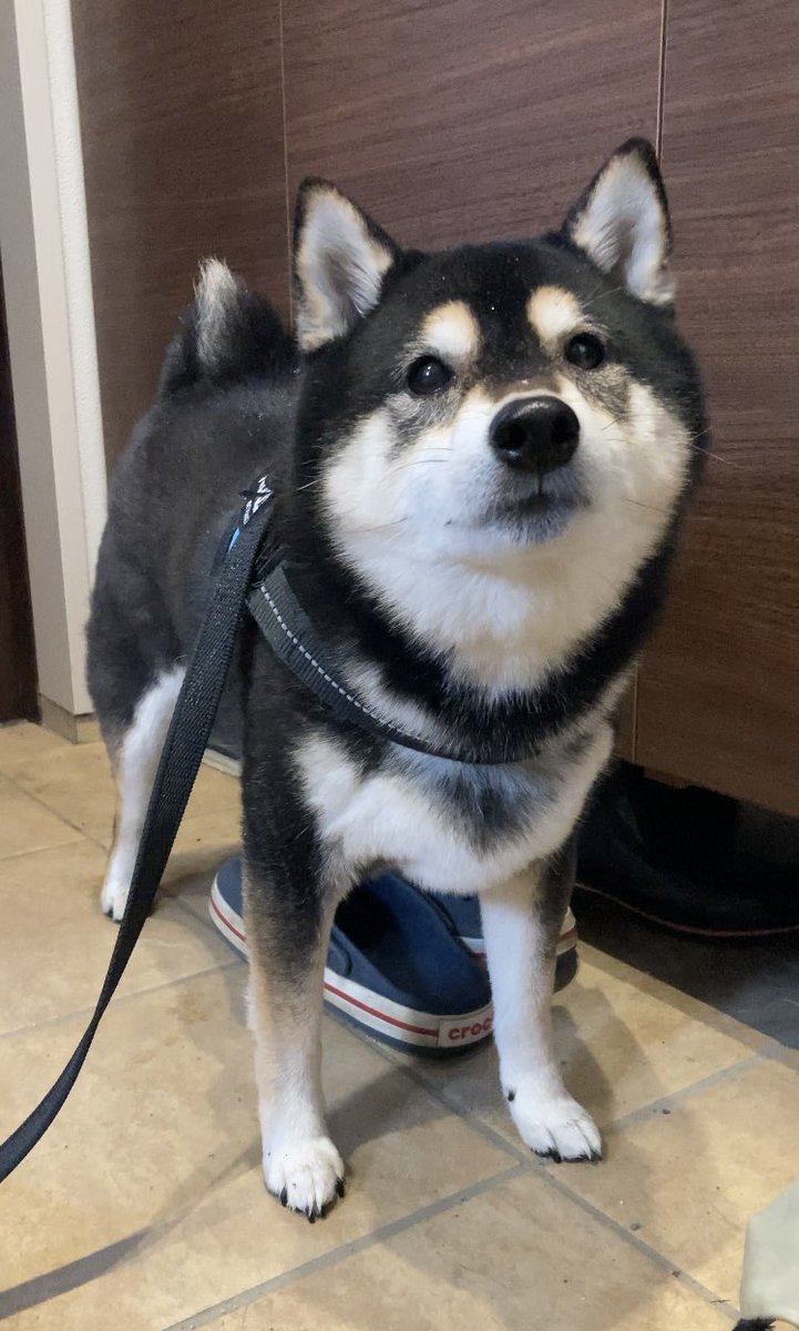 ぽんすけ ぽんぽんポン助 (@ponpon_PONSUKE_) / Posts / X