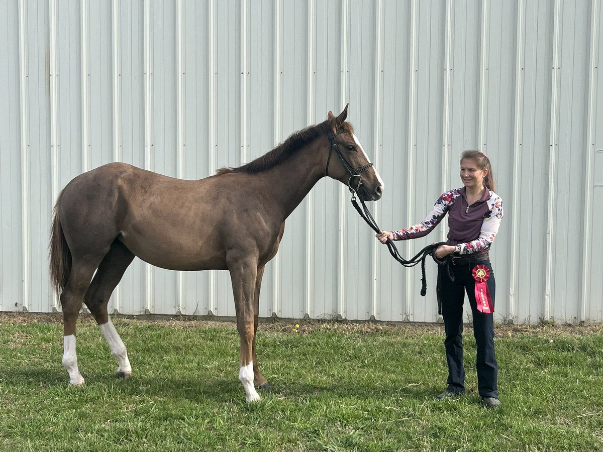 Second place for the baby’s first show. #2 is significant as that’s how many times I thought she was going to run me over