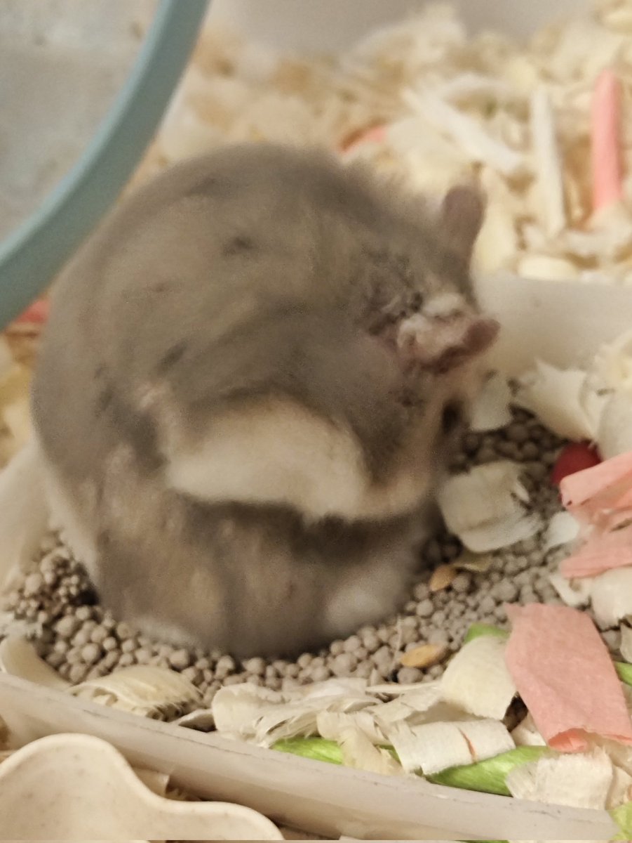 _shirahiru's tweet image. ハム