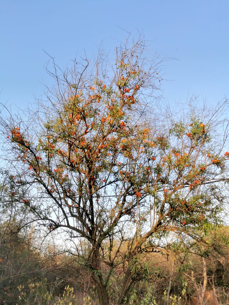 Aravalli Biodiversity Park, Vasant Kunj is home to quite a few Roheda (Tecomella undulata) trees. Saw one of them blooming. Interestingly, Rohtak in Haryana is said to derive its name from Roheda (Rohitaka in Sanskrit)  since it was once the site of a forest of Roheda trees.
