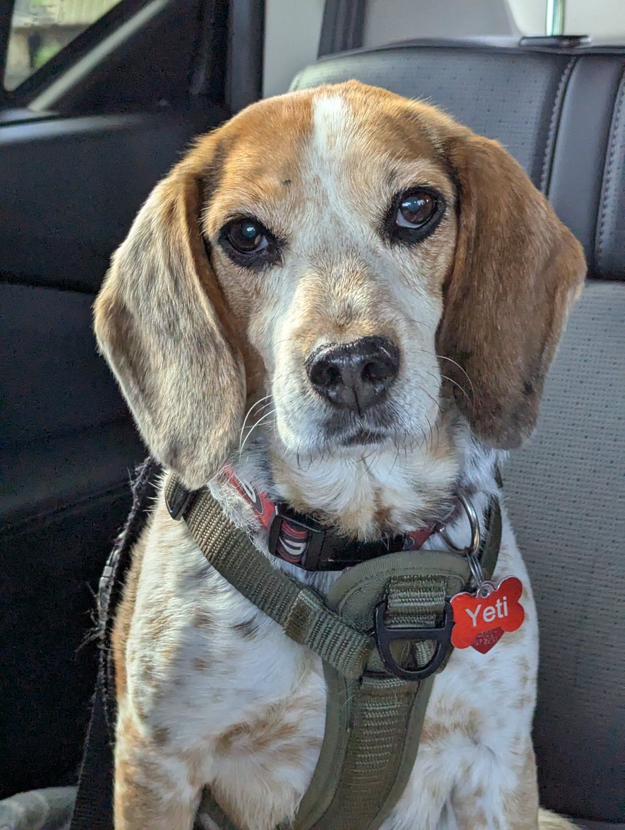 Yeti, Reese & The Beagle Brigade tweet media