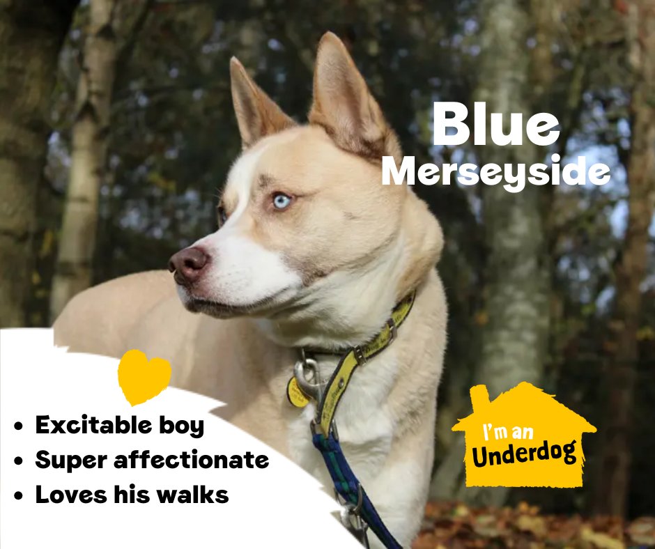 Meet some of our amazing Underdogs who are looking for their forever homes! Underdogs are dogs who have been in our care for six months, or more. They may need extra training, ongoing veterinary treatment or a home with no children or dogs💛