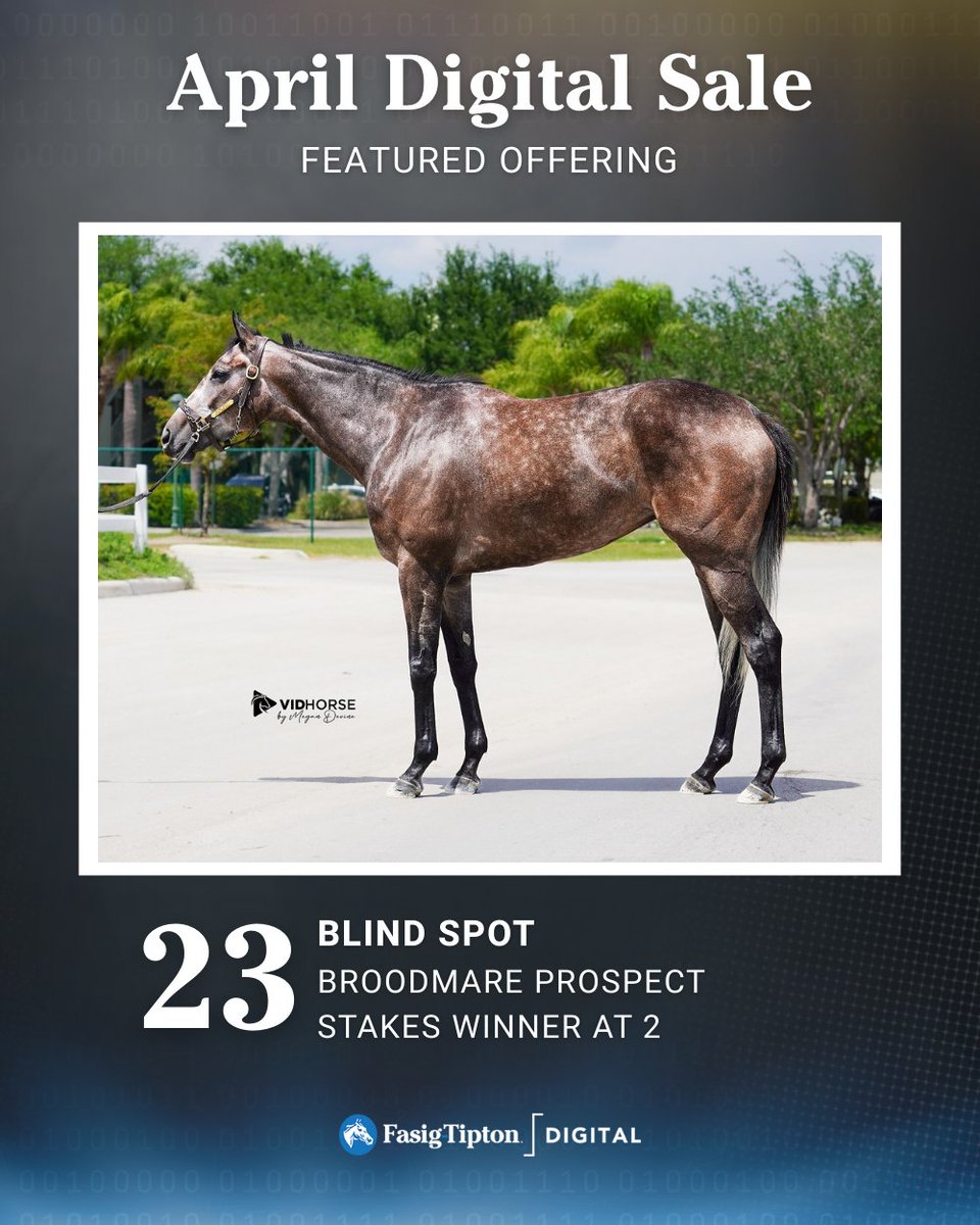 ⭐ #FasigDigital Featured Offering: BLIND SPOT

🔹 Stakes winner at 2YO
🔹 Great physical
🔹 Broodmare prospect

BLIND SPOT (hip 23) is offered by <a href="/Gainesway/">Gainesway</a>, agt.

View offering 👉 fasigtipton.co/4jdSM7r