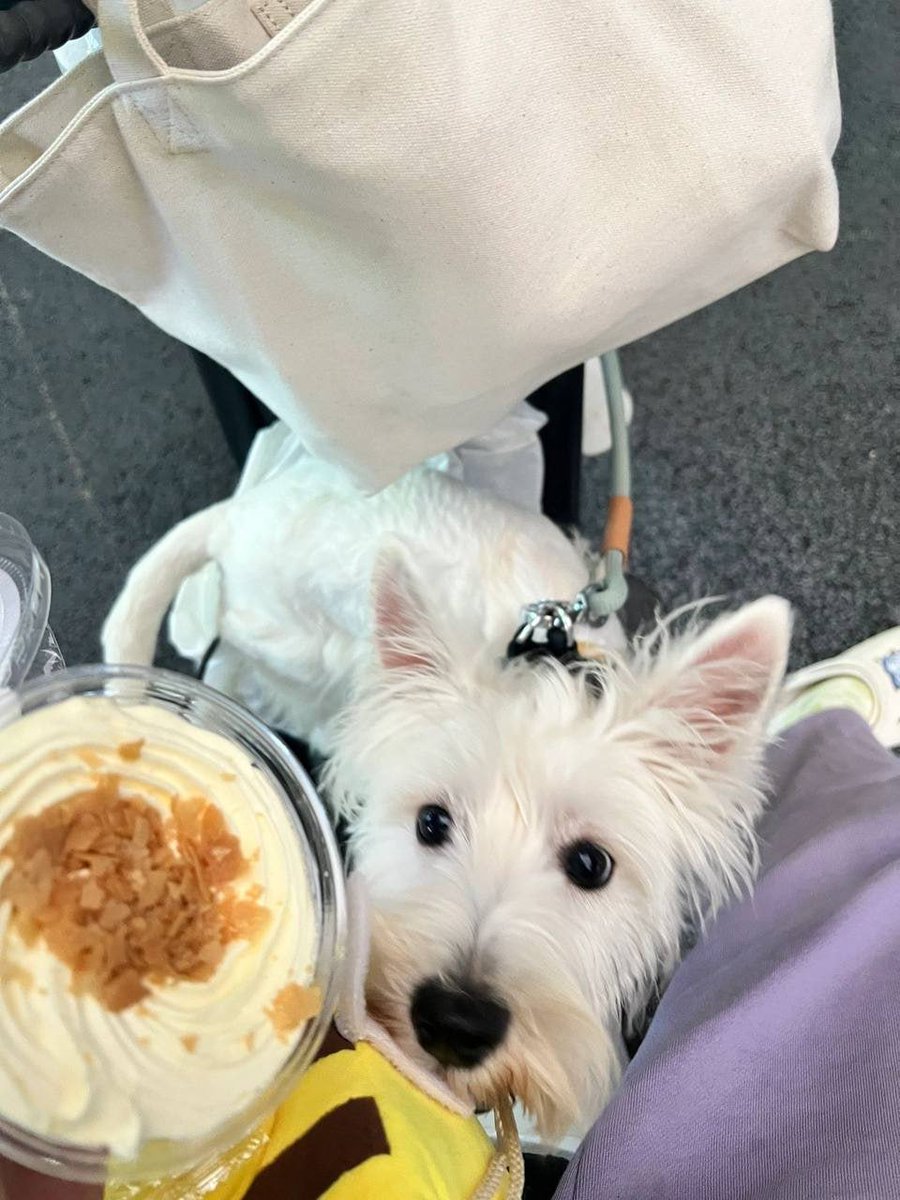 genosidasquad's tweet photo. So today at work one of my employees took his dog, and the dog was very attentive and waiting for his owner, so I took him and fed him some food. https://t.co/zjn8PFfPAg
