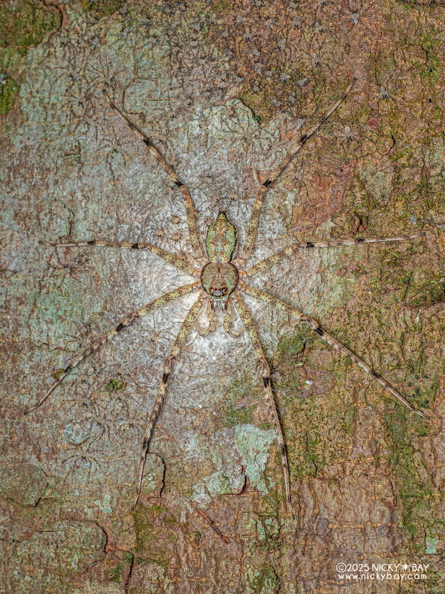How many spiders do you see?