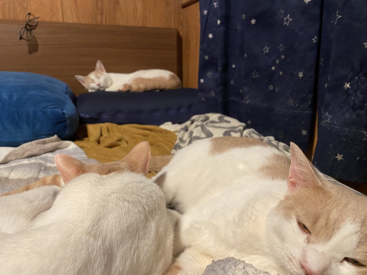 3匹ともめちゃめちゃ元気です✌️
#ミーシス