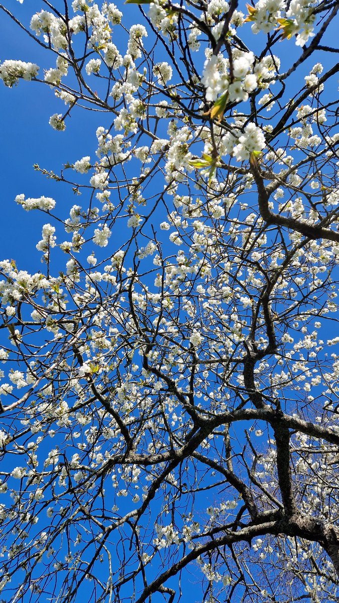 Sula Ross tweet media