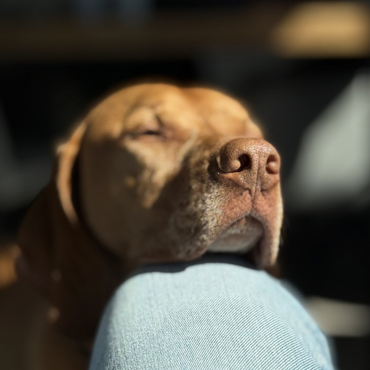 jkavandijk's tweet image. #BoopMyNose 🐽👈🏻
 #YoupEnKoSpam🤎