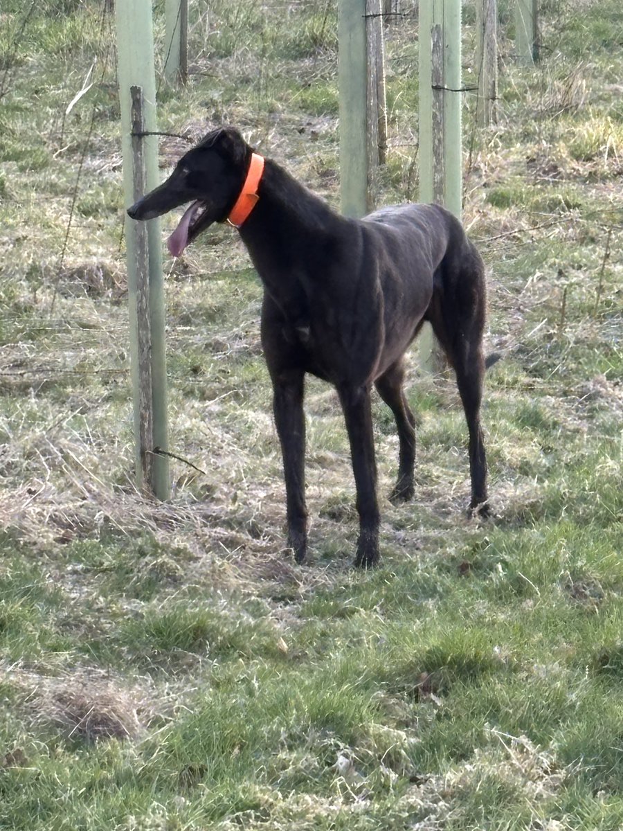 “Romeo hotshot “contemplating having one more crack at the big one before retirement to stud duties