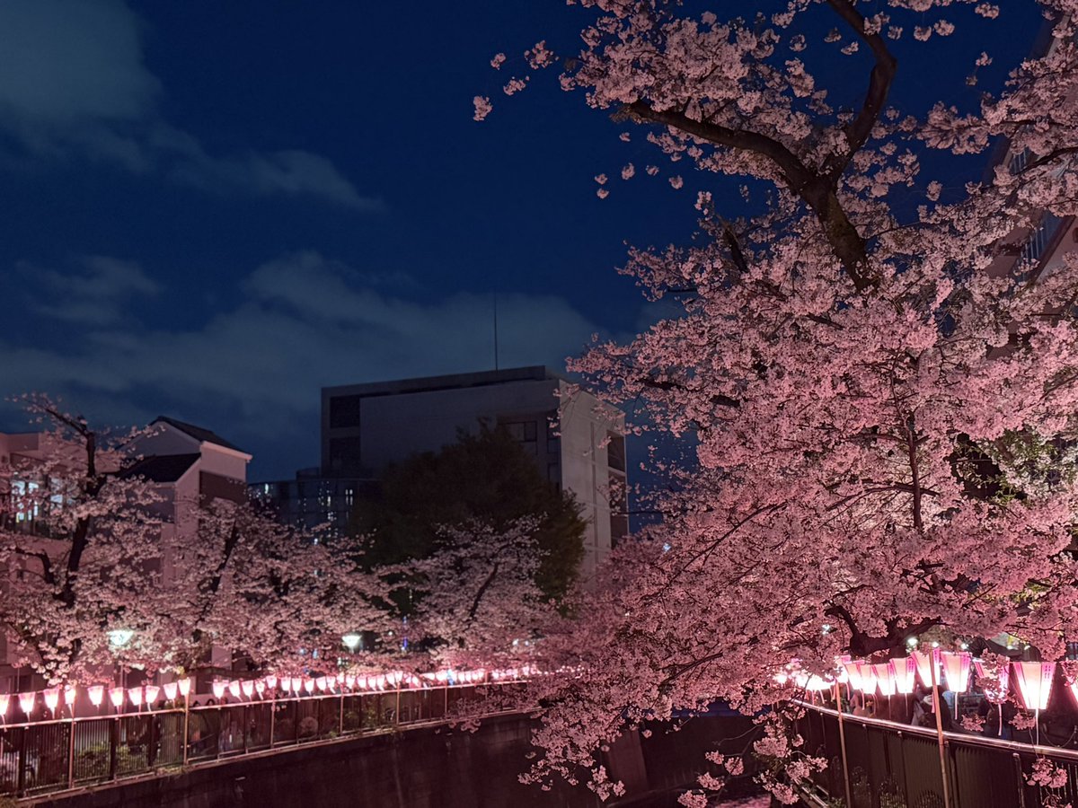 夜桜、きれいだった。
春、来てた。

少し寒いけど、足は止まる。

#夜桜 #春 #目黒川