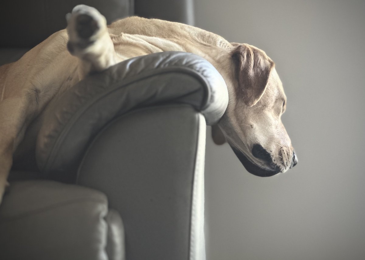 Brain off. Couch on.