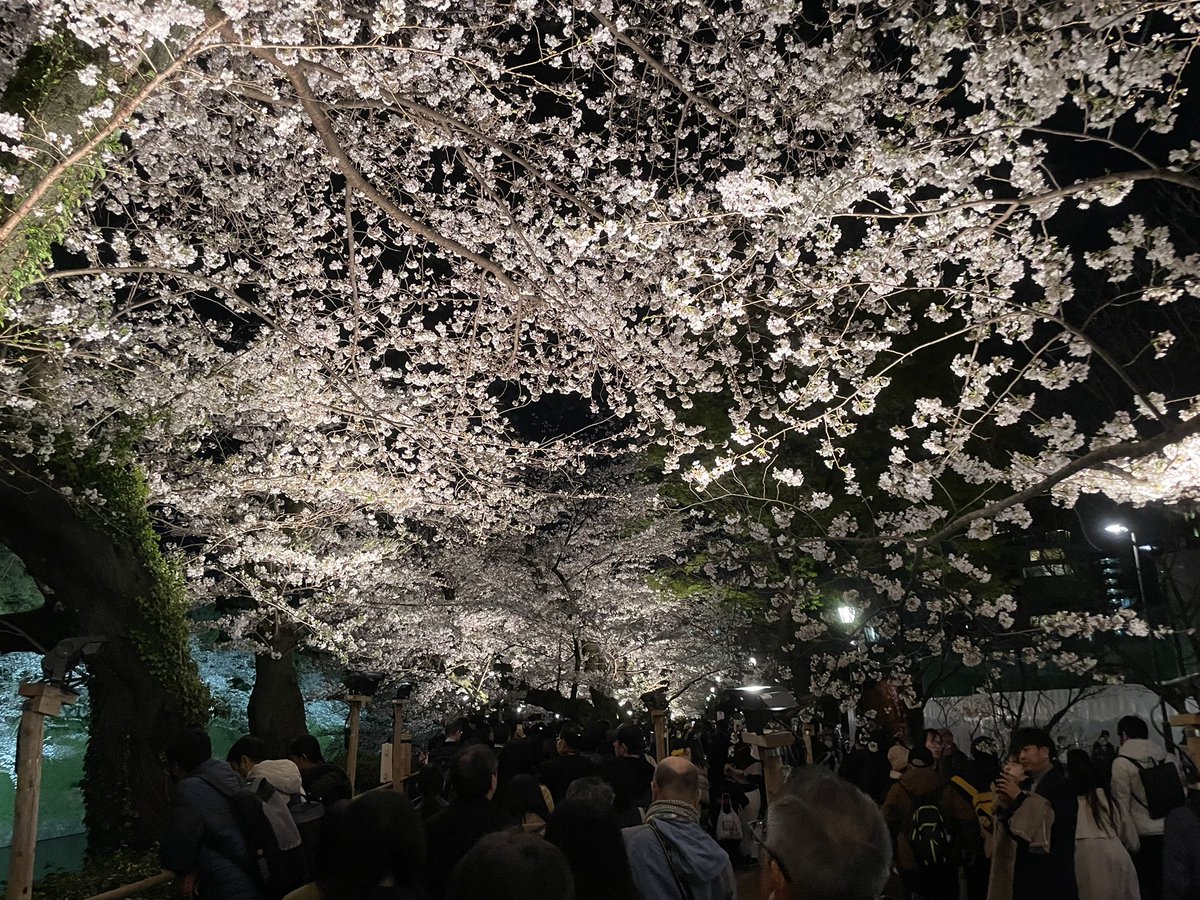 今年も春が来ました。もっと頑張らないと。