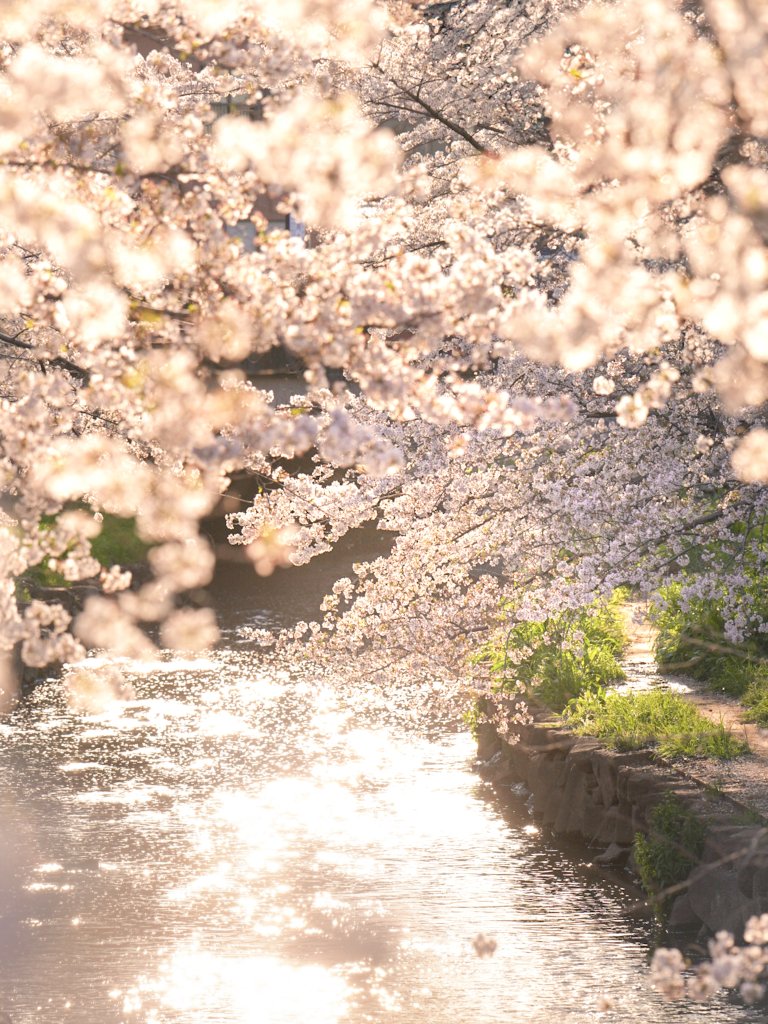 桜の名所・元荒川の桜並木。