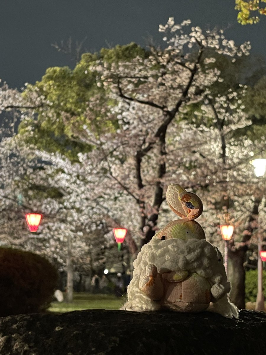 お花見🌸