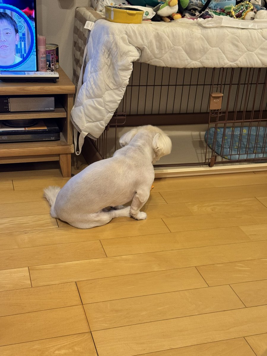 bossken1129's tweet image. ジャイアン久しぶりに皿を食す🤦

久しぶりにガリガリ聞こえてきたから覗いたらコレすわ🤦どんだけ食いしん坊やぬん🤦
2枚目は皿を眺めてはりますぬん🤦
取り上げんのは大変🤦すんなり渡さんしな🤦胡瓜で🥒釣るか🤦

#ペキニーズ
#皿