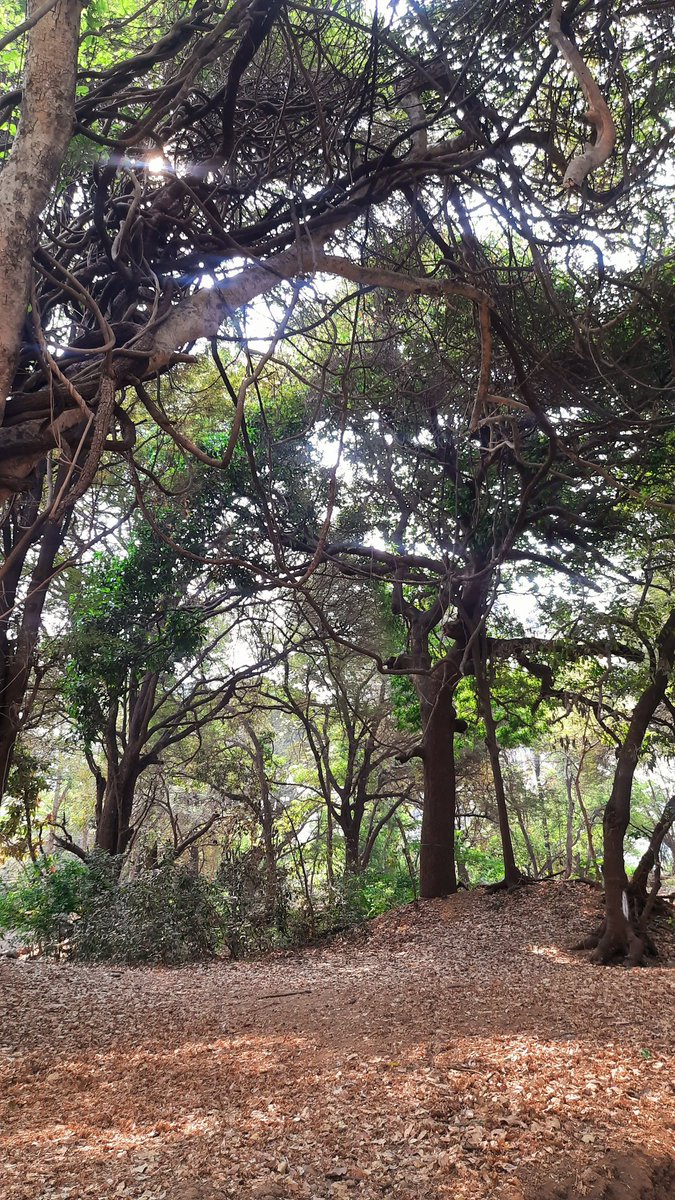 vandymini's tweet image. In Maharashtra, we call Sacred Groves as Devrai, many are not documented and need urgent protection. One @rammuladevrai #forest we have is in #Pune City, we are trying to save it from the destruction of a development project. #SaveRamMulaDevrai
