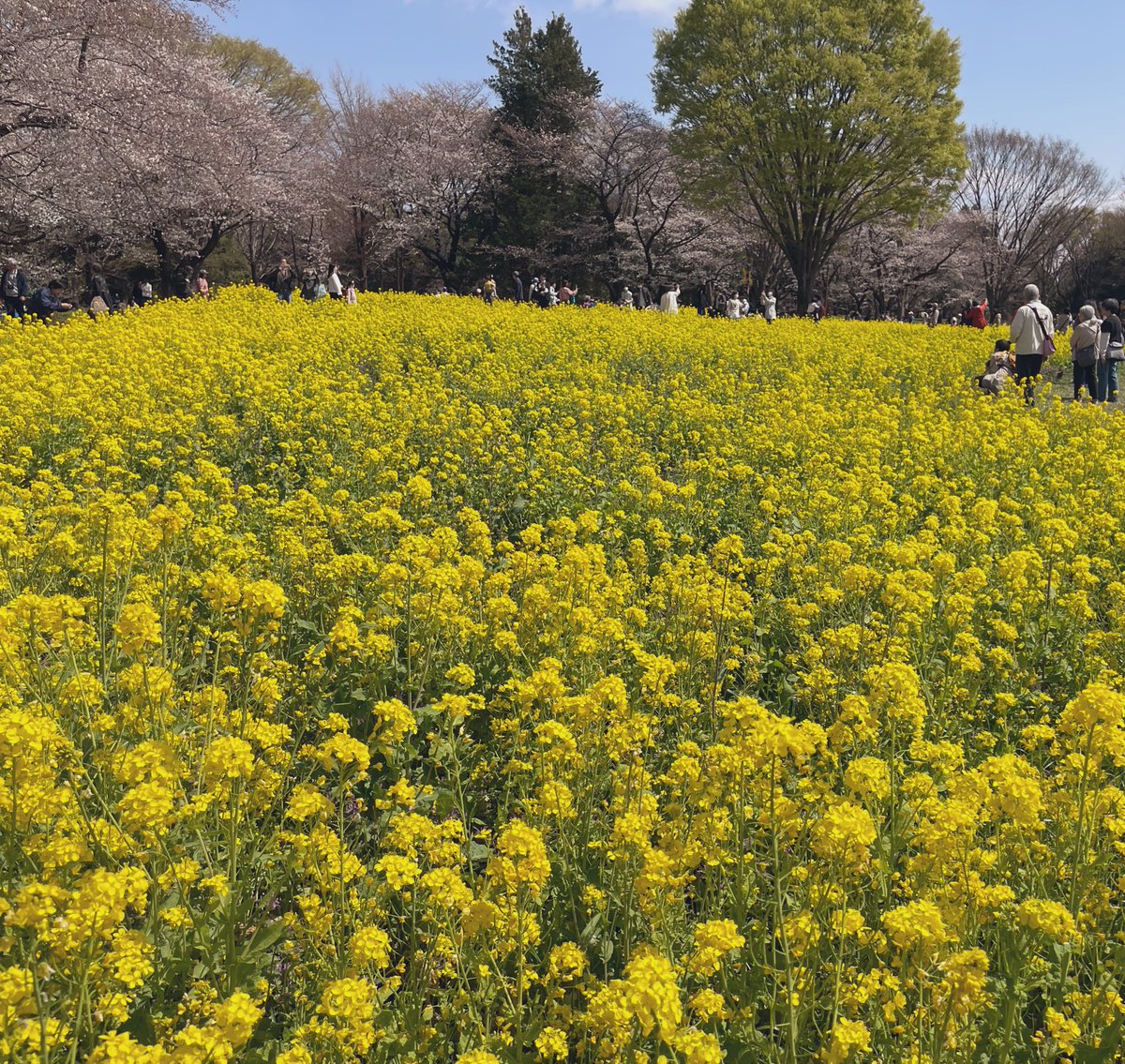 こんばんは🌛

今日は桜を見に行ってきました🌸
菜の花も咲いていて春を楽しめました🐝⋆˚

お弁当は急遽慌てて作ったものなので拡大しないでください(｡･･｡)🍱笑

#お花見 #お花見2025 
#昭和記念公園