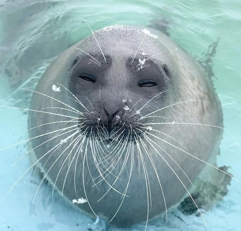 The face of all beautiful seals btw..