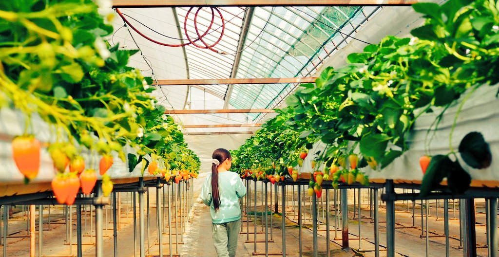 ことのし tweet media