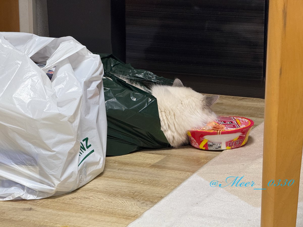 買い物した袋を床に置いてたら中に入ってカップ麺枕にしてるww

#ラグドール #ねこかわいいね