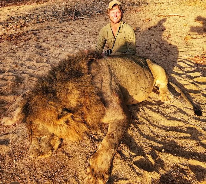 Trophy hunter’s lies….

“After struggling a bit to get a cat ON BAIT due to the weather this brute of a cat offered a long anticipated shot. There is a lot that goes into every cat we hunt, so I always take it as a huge blessing when we get a Lion.

Hunting wild lion demands A