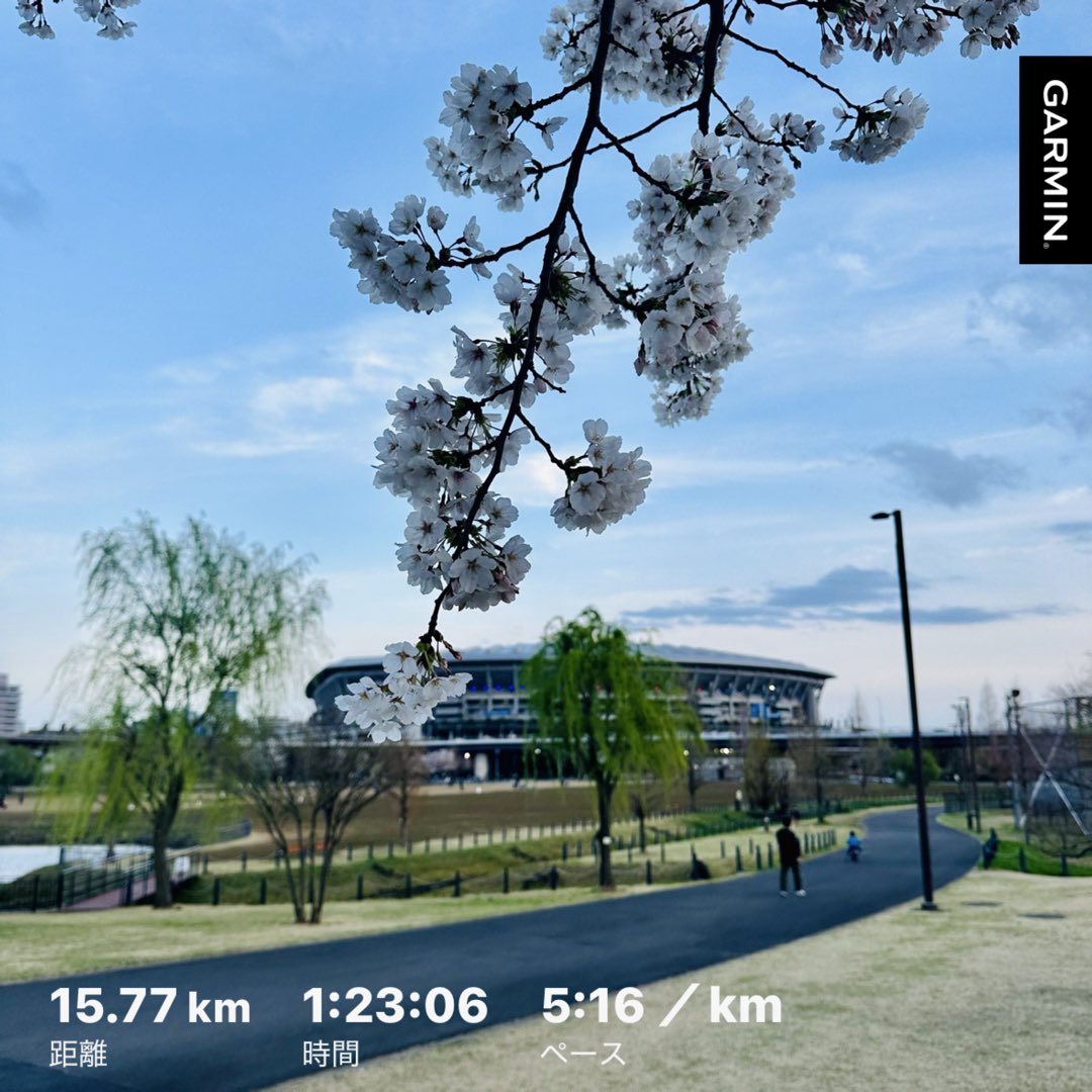 朝から外出してたので、日没前にジョグ🏃

やっぱり、青空の下の桜はいいですね🌸