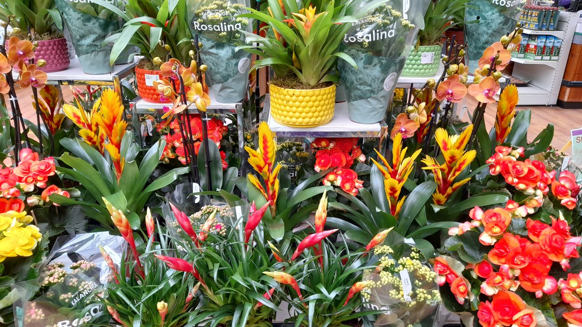 Add a zest of colour to the home. Check out our superb Orange and Yellow display. Ideal for a bit of zing!