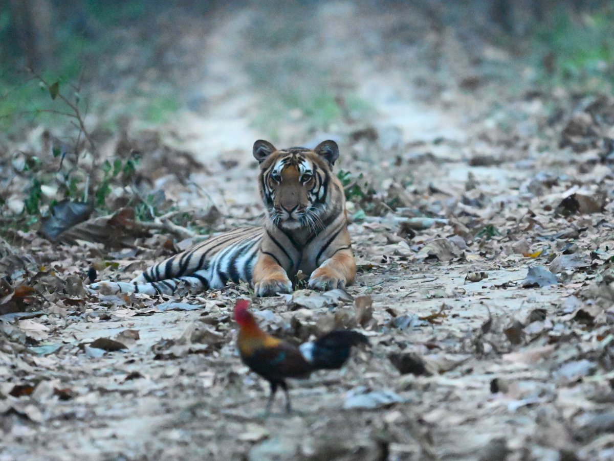 Rengaraju T, IFS (@raju2179) on Twitter photo Rarest of rare event, wonderful sighting in Dudhwa, Sonaripur Range
<a href="/UpforestUp/">Environment, Forest and Climate Change Department</a> <a href="/DudhwaTR/">Dudhwa Tiger Reserve</a> <a href="/ntca_india/">National Tiger Conservation Authority</a> <a href="/moefcc/">MoEF&CC</a> Rarest of rare event, wonderful sighting in Dudhwa, Sonaripur Range
<a href="/UpforestUp/">Environment, Forest and Climate Change Department</a> <a href="/DudhwaTR/">Dudhwa Tiger Reserve</a> <a href="/ntca_india/">National Tiger Conservation Authority</a> <a href="/moefcc/">MoEF&CC</a>