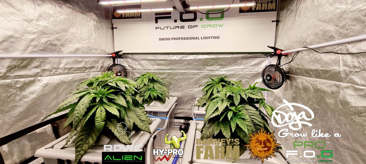Dabbing Yak &amp; Friends Grow Barney's Farm            - #GrowLikeAPro  - Saison 4, Vegi Day 21, Strain #CherryPoppers und #Doja #RS11xBananaOG Day21 von Barney's Farm    
Powered by F.O.G          🌱 Blackseries 600 🦇 
Hy-Pro Fertilizers        💦
&amp; Alien Hydroponic Systems   🫧
