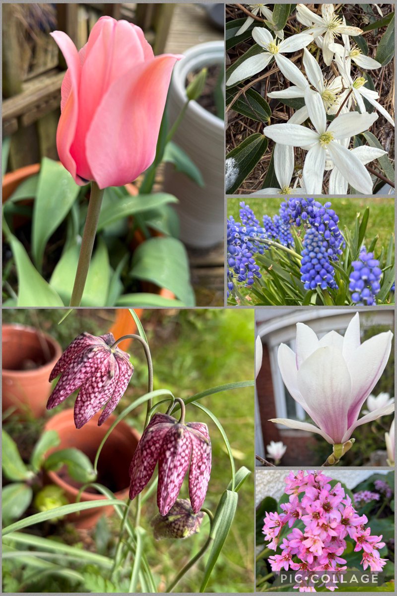 Contrary_Clare's tweet image. Happy #SixonSaturday everyone! Lovely to seeing more colour coming into the garden as well as the wall to wall sunshine!! ☀️💜🧡🩷#Spring25 #GardeningX