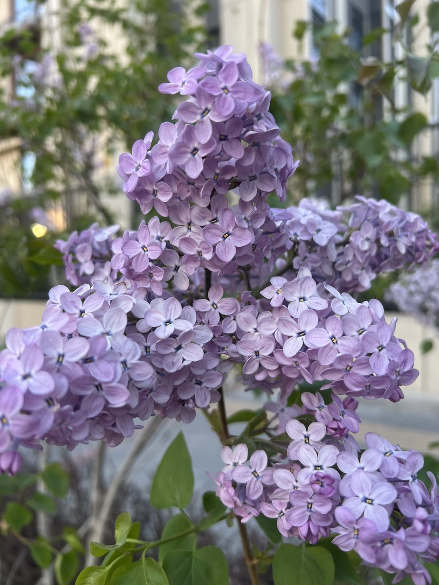 zhanghaojason's tweet image. 每当这个季节看到丁香花，就想念哈尔滨。