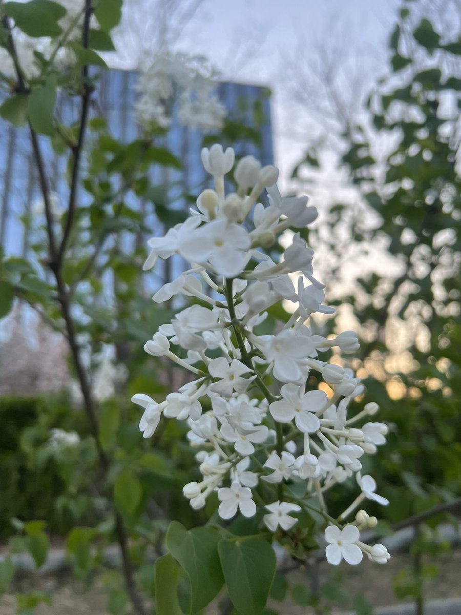 zhanghaojason's tweet image. 每当这个季节看到丁香花，就想念哈尔滨。