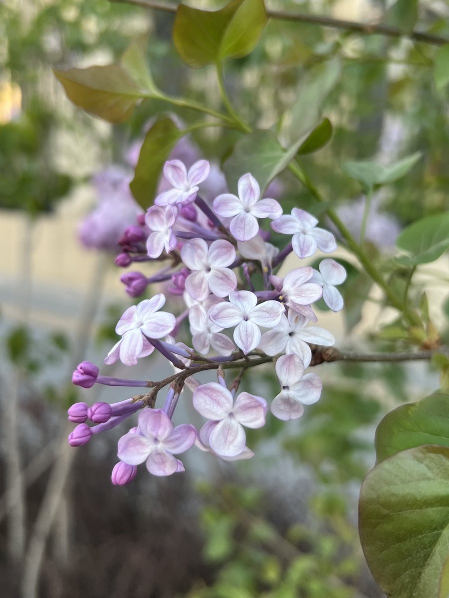 zhanghaojason's tweet image. 每当这个季节看到丁香花，就想念哈尔滨。