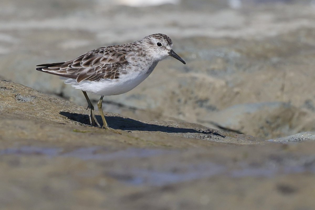 Henry Wyn-Jones (@henrywynjones) on Twitter photo Couldn’t ask for better views of the Least Sandpiper at Medmerry this morning 👌🏼 Couldn’t ask for better views of the Least Sandpiper at Medmerry this morning 👌🏼