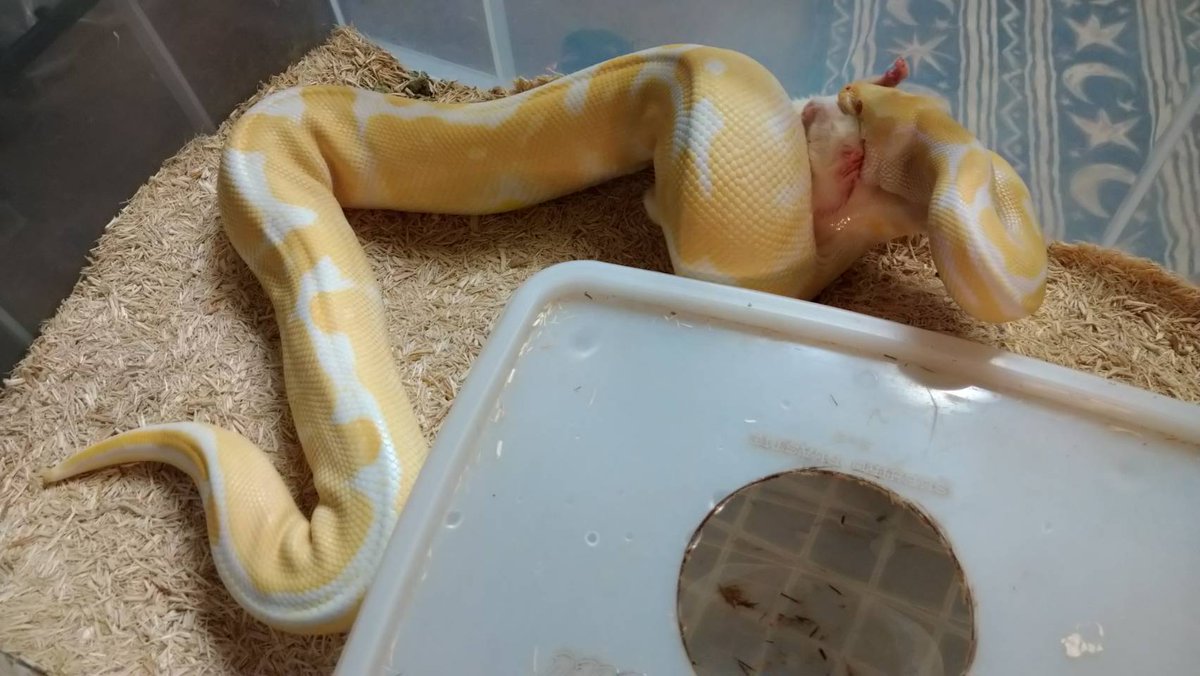 Atlas_Reptiles's tweet photo. 17ๆญณใฃใฆไบบ้ใ ใจ95ๆญณใใใใงใใใใใปใปใป
ใพใ ็นๆฎใฎ็ฌฌไธ็ทใง้ ๅผตใฃใฆใใใฆใใ็ทใฎๅญใงใใ
ใกใชใฟใซๅใใผใซใใคใฝใณใฏใใฎๅญใงใใใใใคใพใงใๅ
ๆฐใงใ้กใ่ดใใพใใ
#็ฌ่ซ้กใ#BallpythonLove https://t.co/k0PO1QAFPX