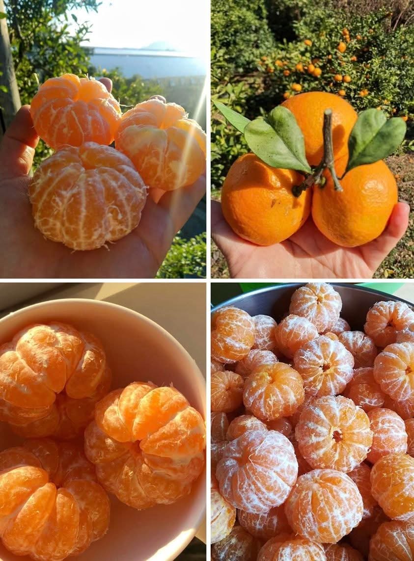 Qual nome essa fruta recebe na região onde você mora?

Eu chamo de mexerica! Uma delícia!