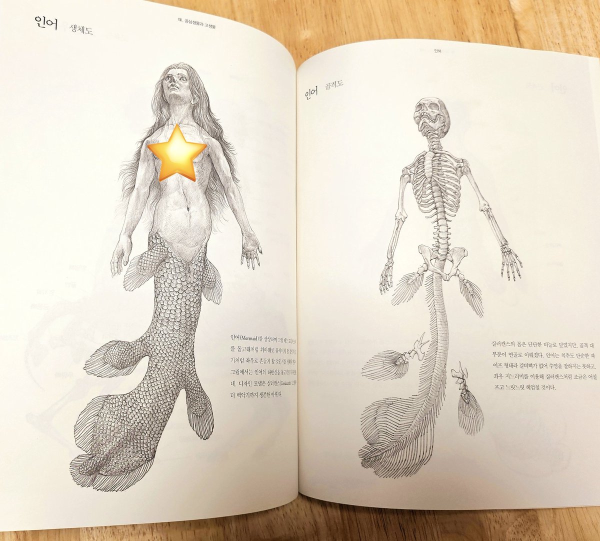 이런분들에게 추천해요!
실존하는것, 혹은 허구의 것을 설득력있게 표현하기위한 해부학적 설계, 구조를 구상하는 걸 좋아하시는분!

인어같은 공상생물도
책에 수록되있는점이 너무 좋아요!!
사실 저는 이부분 때문에 이 책을 골랐습니다 ㅋㅋㅋ 