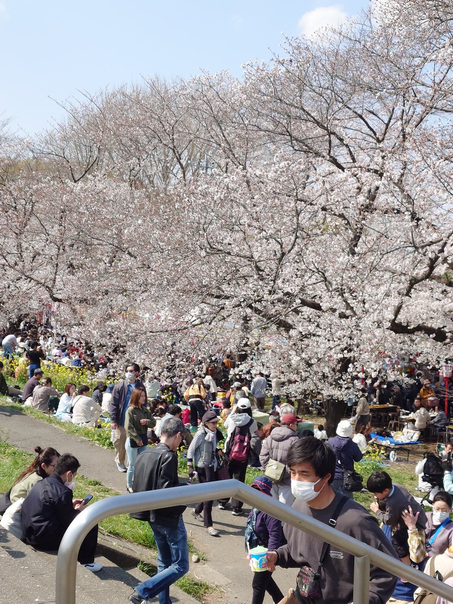 もうちょいで満開。4時間も散歩して今日はお疲れの様子。