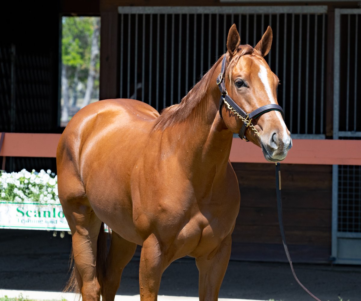 ThoroStride's tweet photo. 🏆Serious prospect from the first crop of ESSENTIAL QUALITY from @scanaloni heading to @OBSSales 

Hip 775 o/o MSP Into Mischief mare; 2nd dam a SW at Belmont - @DarleyAmerica https://t.co/1TXklq4Yjm