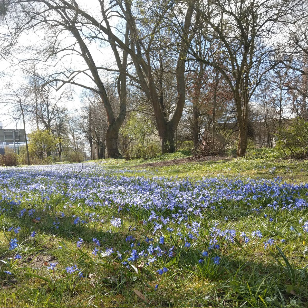 #Frühling will sein blaues Band...