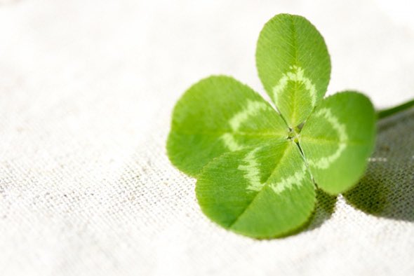 四葉のクローバーはクアッカワラビーみたいな存在じゃないか？